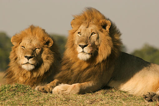 Two male African Lions (Panthera leo) with full manes, low angle view, Masai Mara, Kenya