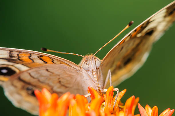 istock Orange Butterfly on an Orange Flower 482537803