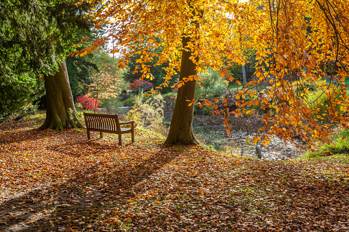 Autumn colours, a wooden seat in an English park