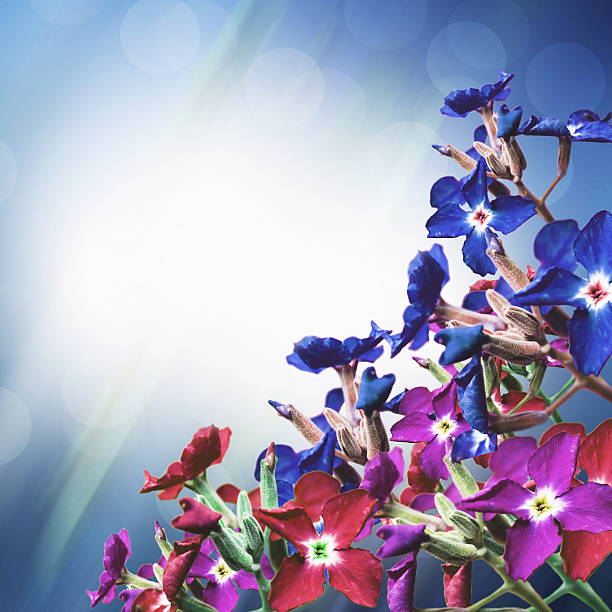 istock Flowers blossoms on blue 482538107