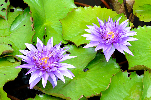 lotus or water lily