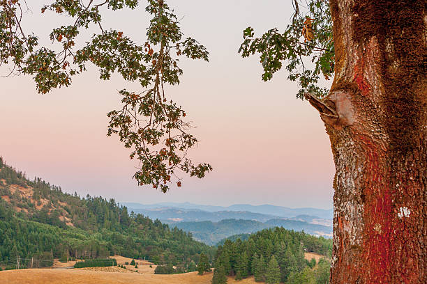 Oak Tree Views stock photo