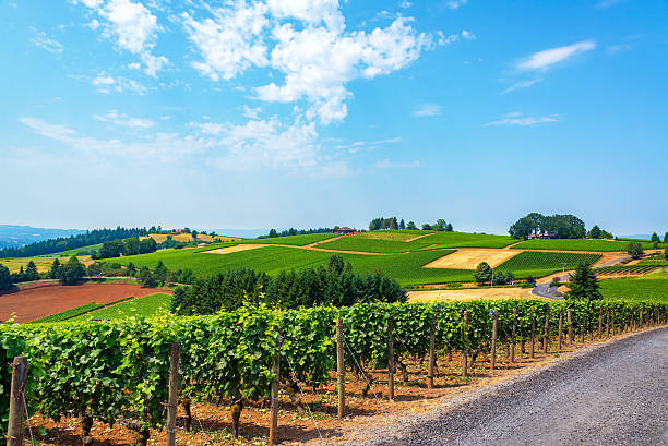 Hills of Vineyards stock photo
