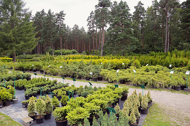 gartenbau-betrieb - gärtnerei stock-fotos und bilder