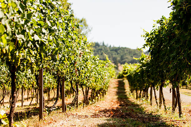 Oregon Vineyard stock photo