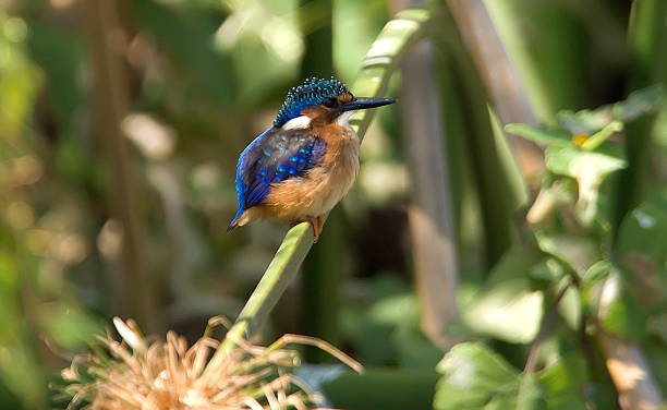 istock baby malachite kingfisher 482542701