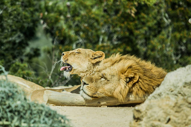wild animals lion and lioness in a cage