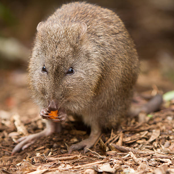 potoroo - potoroo 뉴스 사진 이미지