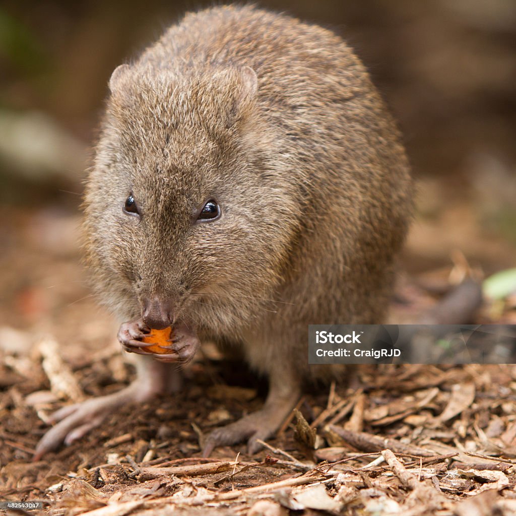 Potoroo Animal Stock Photo