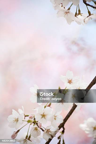 벚꽃 0명에 대한 스톡 사진 및 기타 이미지 - 0명, 경관, 꽃 나무