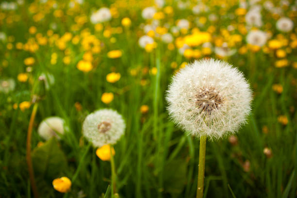Hundreds of dandelions fill an English meadow