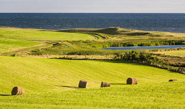 campo de feno e rolos de feno, ilha do príncipe eduardo, canadá - hayfield imagens e fotografias de stock