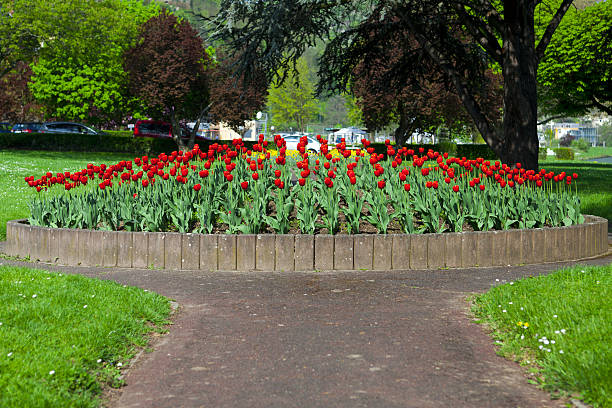 istock Beautiful big red tulip bed 482546565