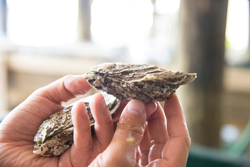 Gulf oyster farming and production