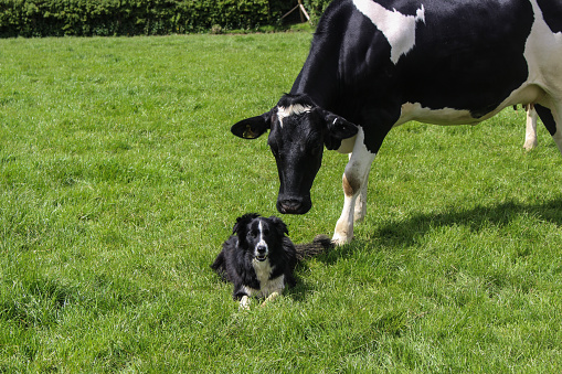 Dairy cow and sheepdog in field.  Taken 31 May 2015.