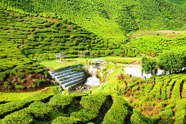 istock Aerial view into tea plantation 482547109