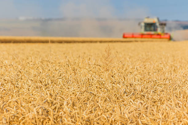 istock Golden ears of wheat 482547268