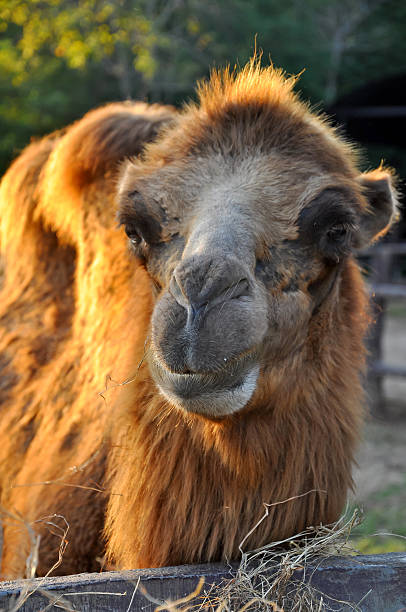 turquistão camels - bactrianus imagens e fotografias de stock