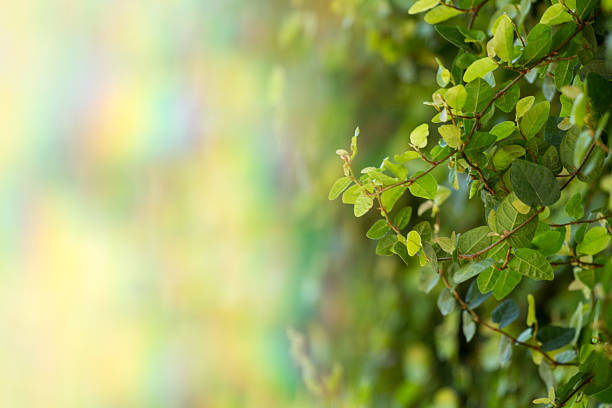 Green Leaves nature background