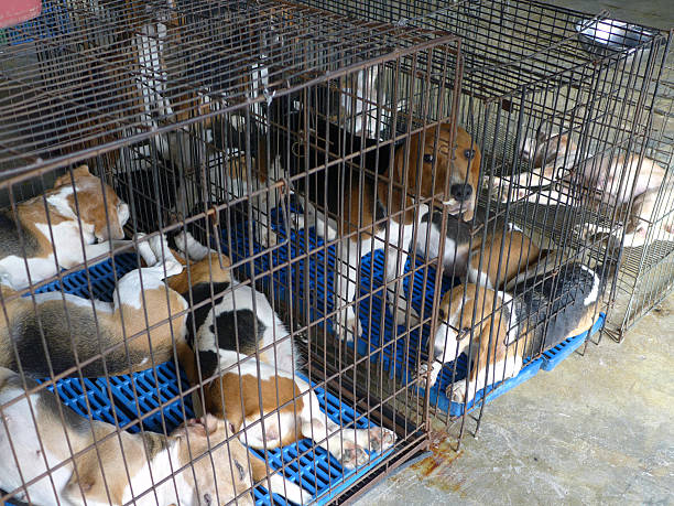 99 Dogs Stuck Together Stock Photos, Pictures & Royalty-Free Images - iStock 99 Dogs Stuck Together Stock Photos, Pictures & Royalty-Free Images - iStock