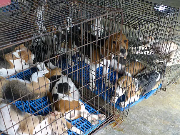 Photo of closeup of a dog cage