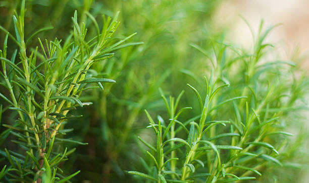 istock Detail of rosemary ( Rosmarinus Officinalis) 482547779