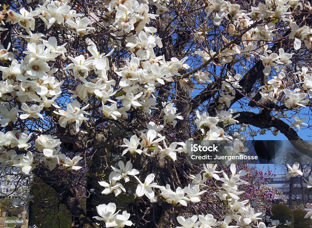 Magnolia Baum Blüte - Lizenzfrei Ast - Pflanzenbestandteil Stock-Foto