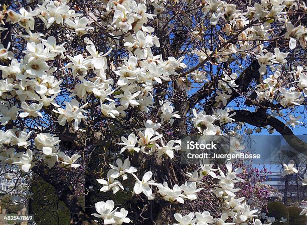 Magnolia Baum Blüte Stockfoto und mehr Bilder von Ast - Pflanzenbestandteil - Ast - Pflanzenbestandteil, Baum, Baumblüte