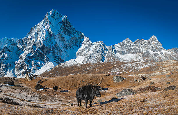 istock Yaks dzomo in high pasture beneath Himalaya mountain peaks Nepal 482548049