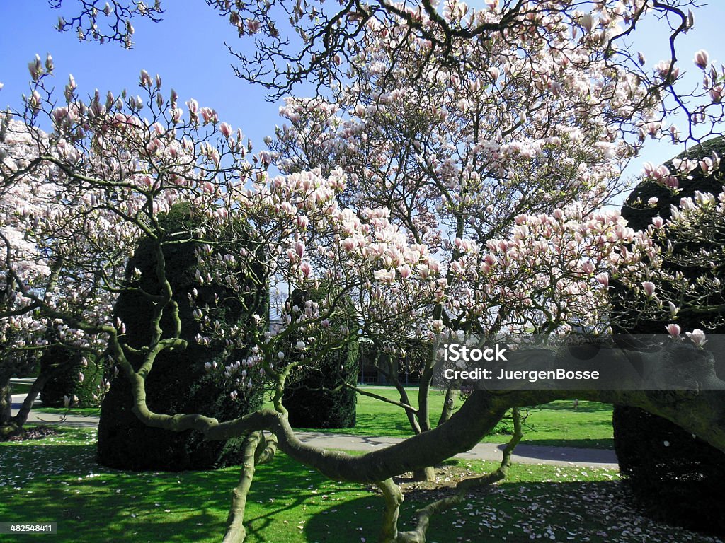 Frühling Magnolien-Blüten - Lizenzfrei Ast - Pflanzenbestandteil Stock-Foto