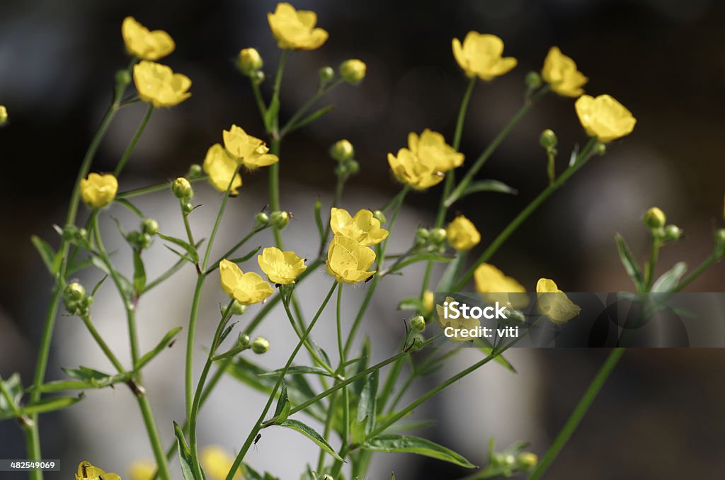 buttercups buttercups near a river Beauty In Nature Stock Photo