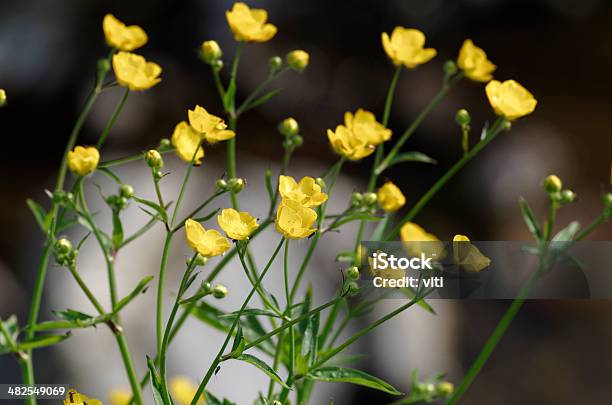 Buttercups Stock Photo - Download Image Now - Beauty In Nature, Buttercup, Color Image