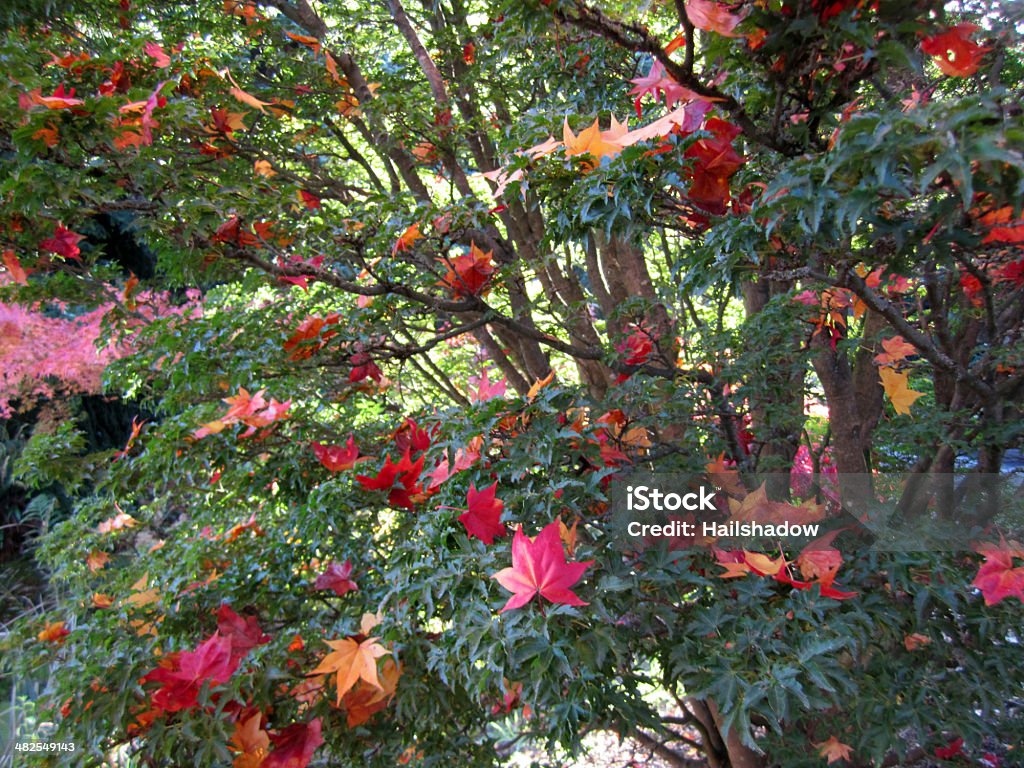 Ácer-vermelho - Royalty-free Arbusto Foto de stock