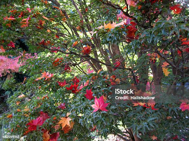 Ácervermelho - Fotografias de stock e mais imagens de Arbusto - Arbusto, Beleza, Beleza natural