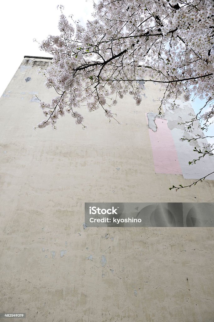 壁一面のチェリーツリーと、古い建物 - カラー画像のロイヤリティフリーストックフォト