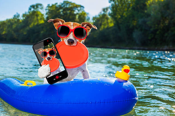 istock beach summer dog selfie 482550300
