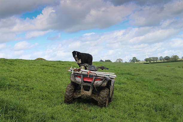 istock Sheepdog on quad bike 482550648