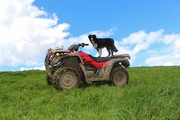 istock Sheepdog on quad bike 482550652