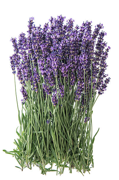 istock Lavender flowers over rustic metal background. Fresh blossoms 482550730