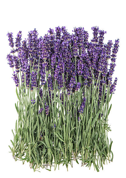 istock Lavender flowers over rustic metal background. Fresh blossoms 482550732