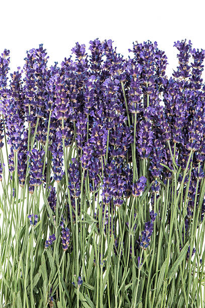 istock Lavender flowers over white background. Fresh blossoms 482550734