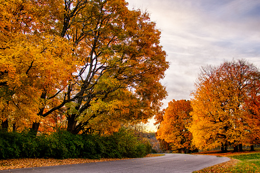 A road curves around trees that has beautiful fall leaves.