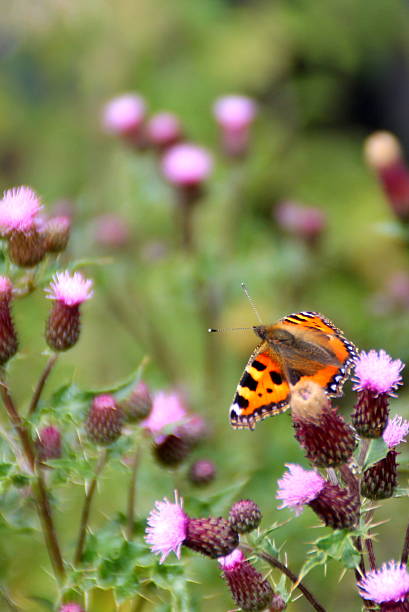 istock Tortoiseshell Butterfly on a Purple Thistle Flower 482550916