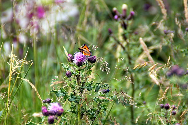 istock Tortoiseshell Butterfly on a Purple Thistle Flower 482550918