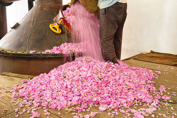 istock Rose Oil Production 482552562