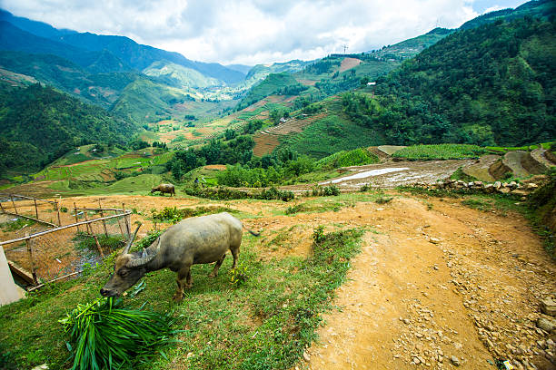 istock Buffalo graze in valley among the rice terraces. 482555138