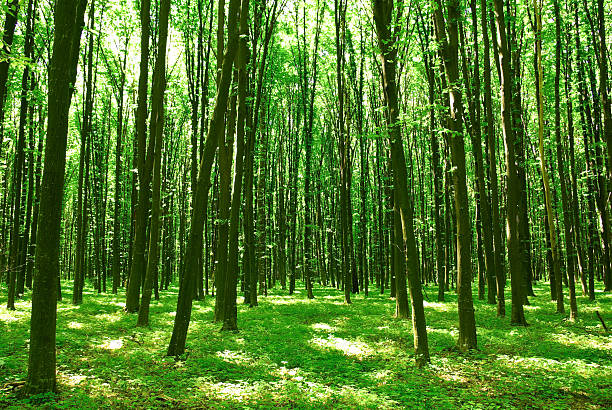 istock Green trees Sunny day in the forest 482556123
