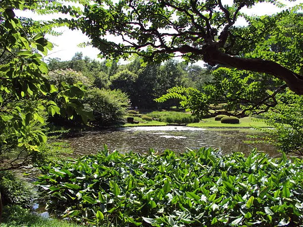 A pond in a public garden near Tokyo Imperial Palace, Chiyoda, Tokyo.