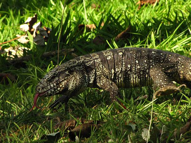 istock The Argentine black and white tegu 482556907