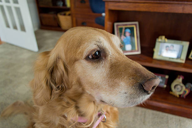 istock Female Golden Retriever 482557110